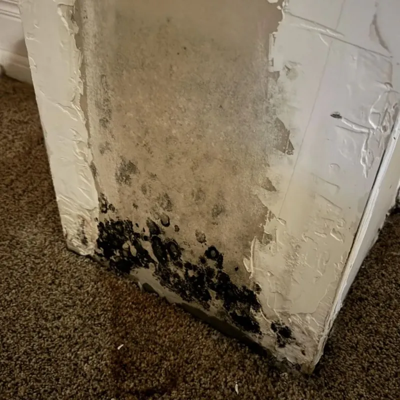 Professional Mold Removal in Hamburg, NJ